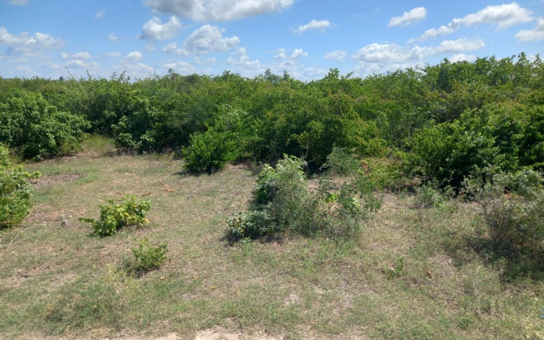 12.5 acres land for sale in roka, kilifi county